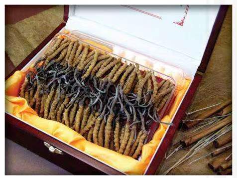 灵川冬虫夏草回收